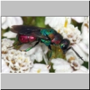 Hedychrum rutilans - Goldwespe m001b 6mm - Sandgrube Niedringhaussee-det.jpg